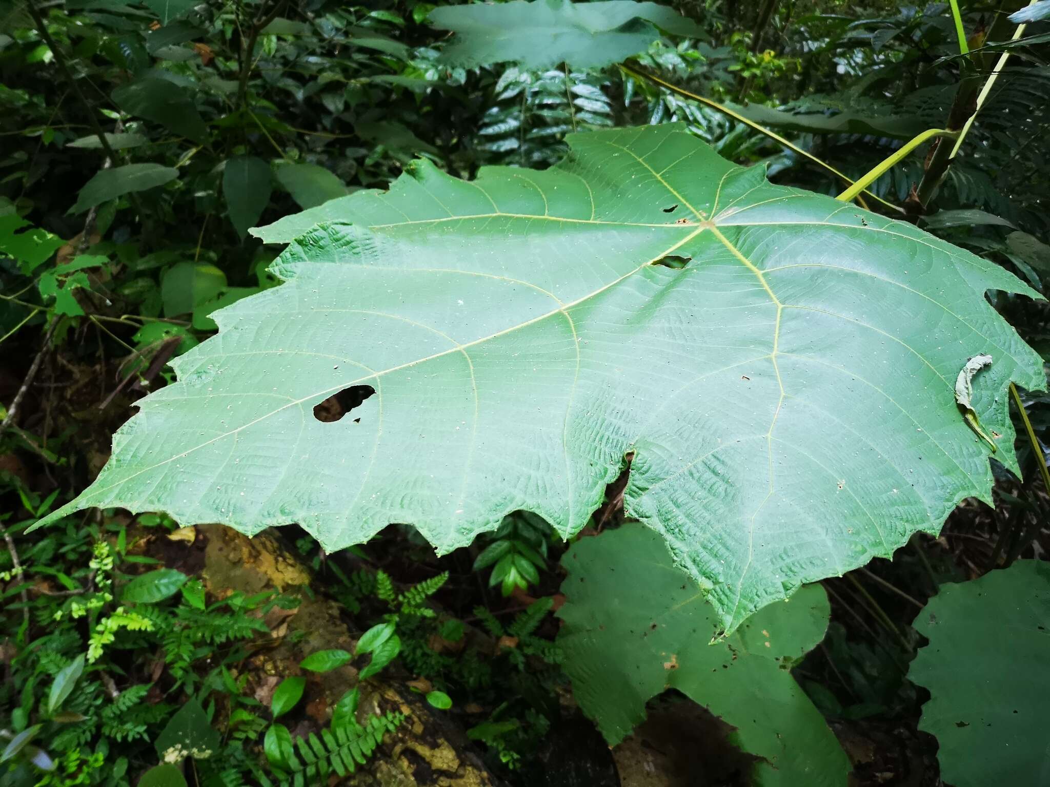 Image of Macaranga gigantea (Rchb. fil. & Zoll.) Müll. Arg.