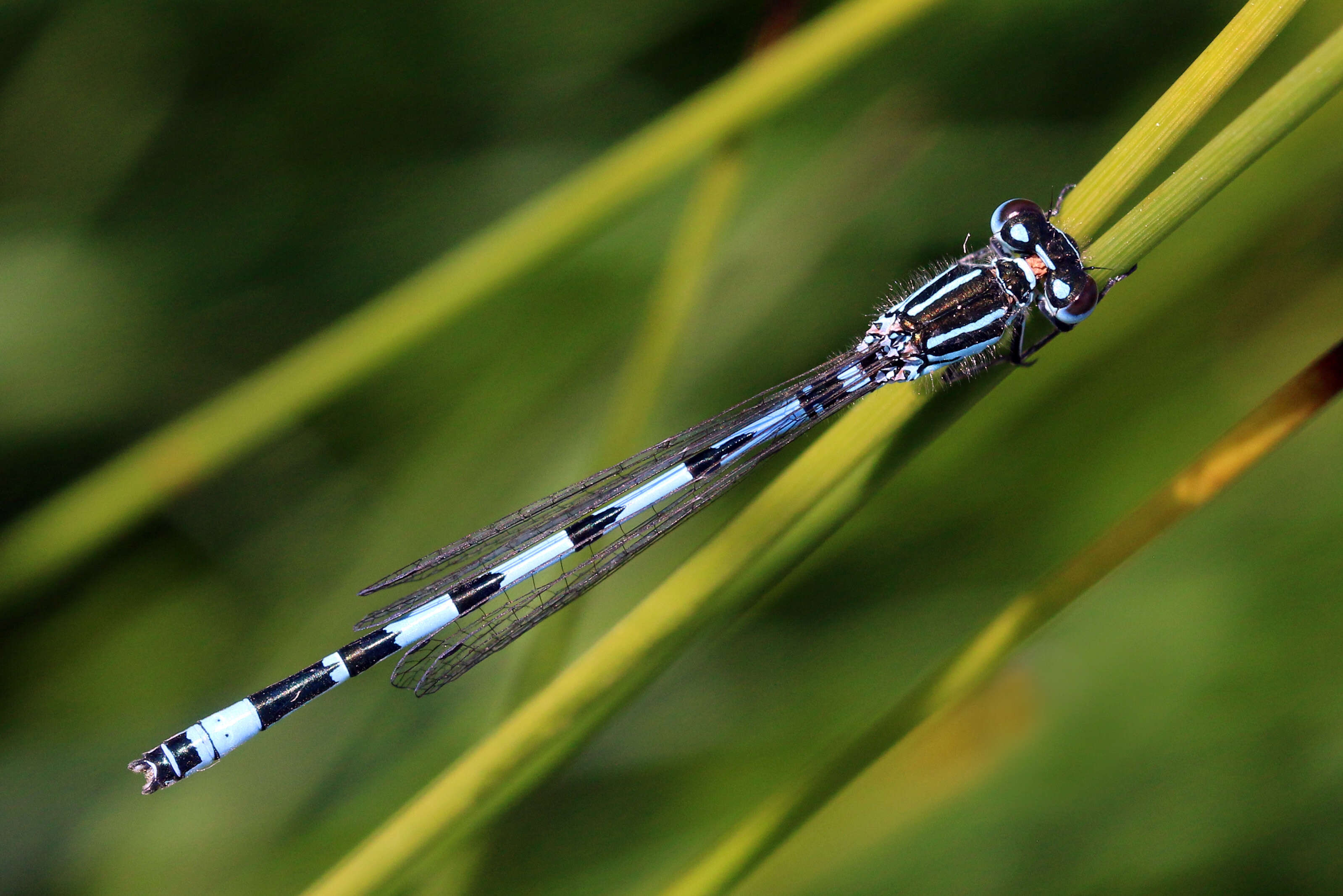 Image of Southern Damselfly