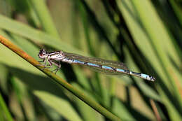 Image of Southern Damselfly