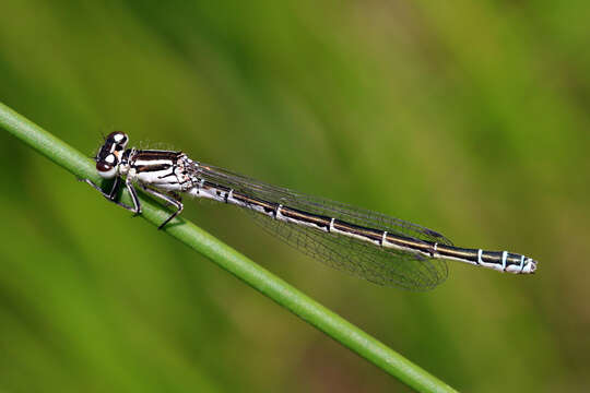 Image of Southern Damselfly