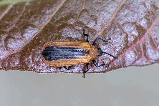 Image of Locust Leaf Miner