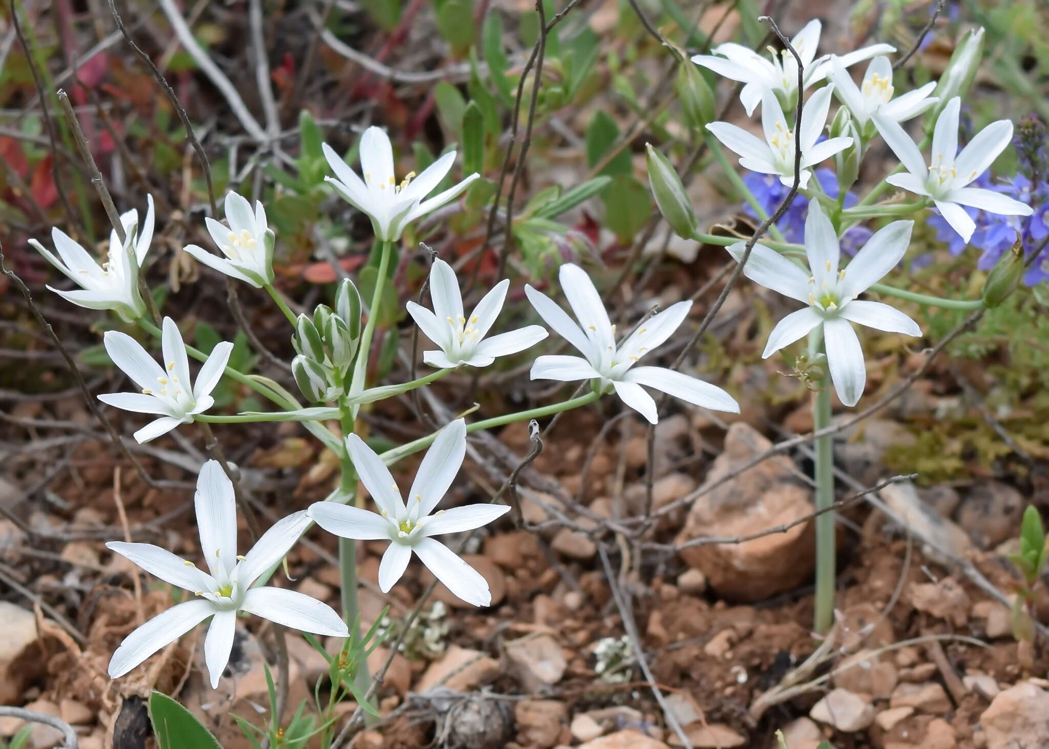 Imagem de Ornithogalum navaschinii Agapova