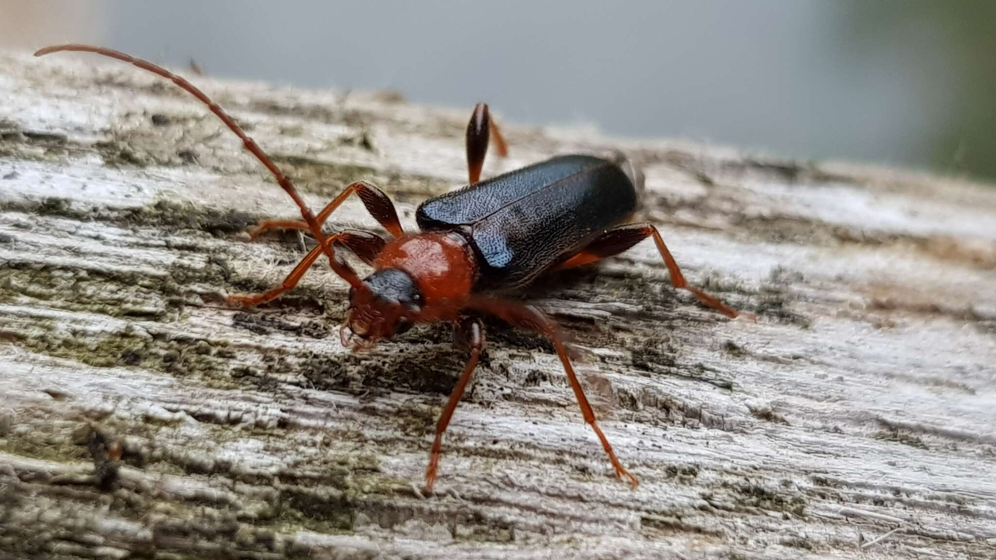 Image of Long-horned beetle