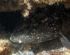 Epinephelus daemelii (Günther 1876) resmi