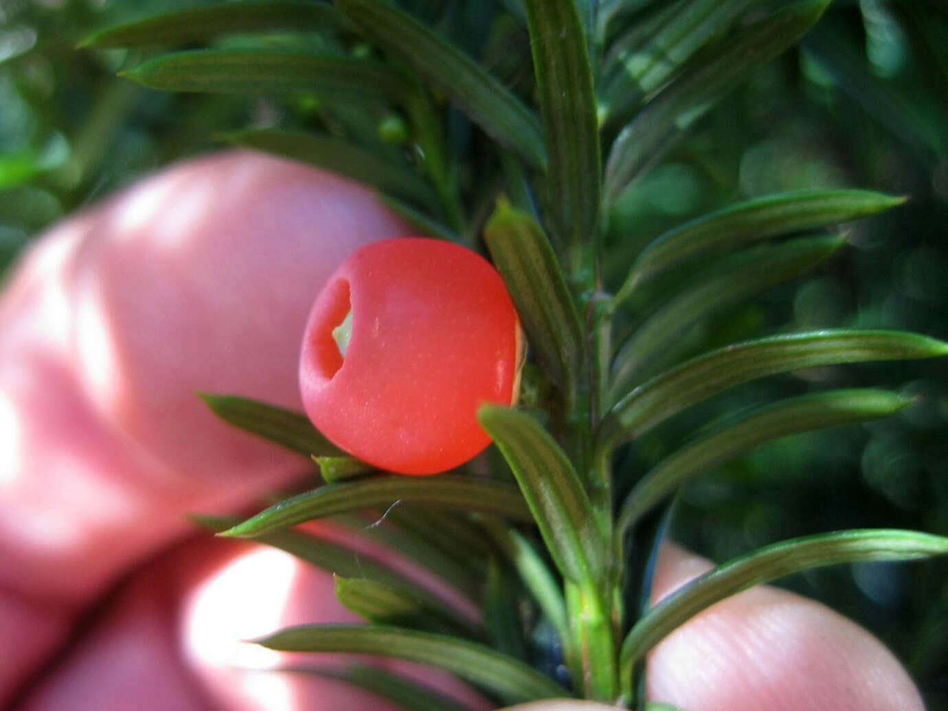 Image of Canada yew