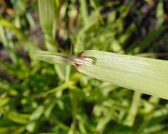 Image de Melica altissima L.