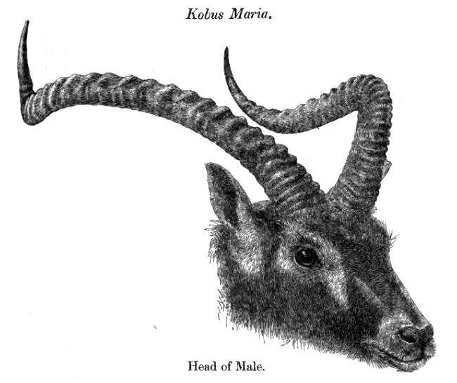 Image de Kobus megaceros (Fitzinger 1855)