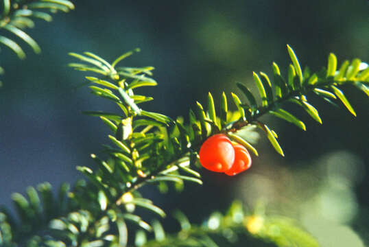 Image of Canada yew