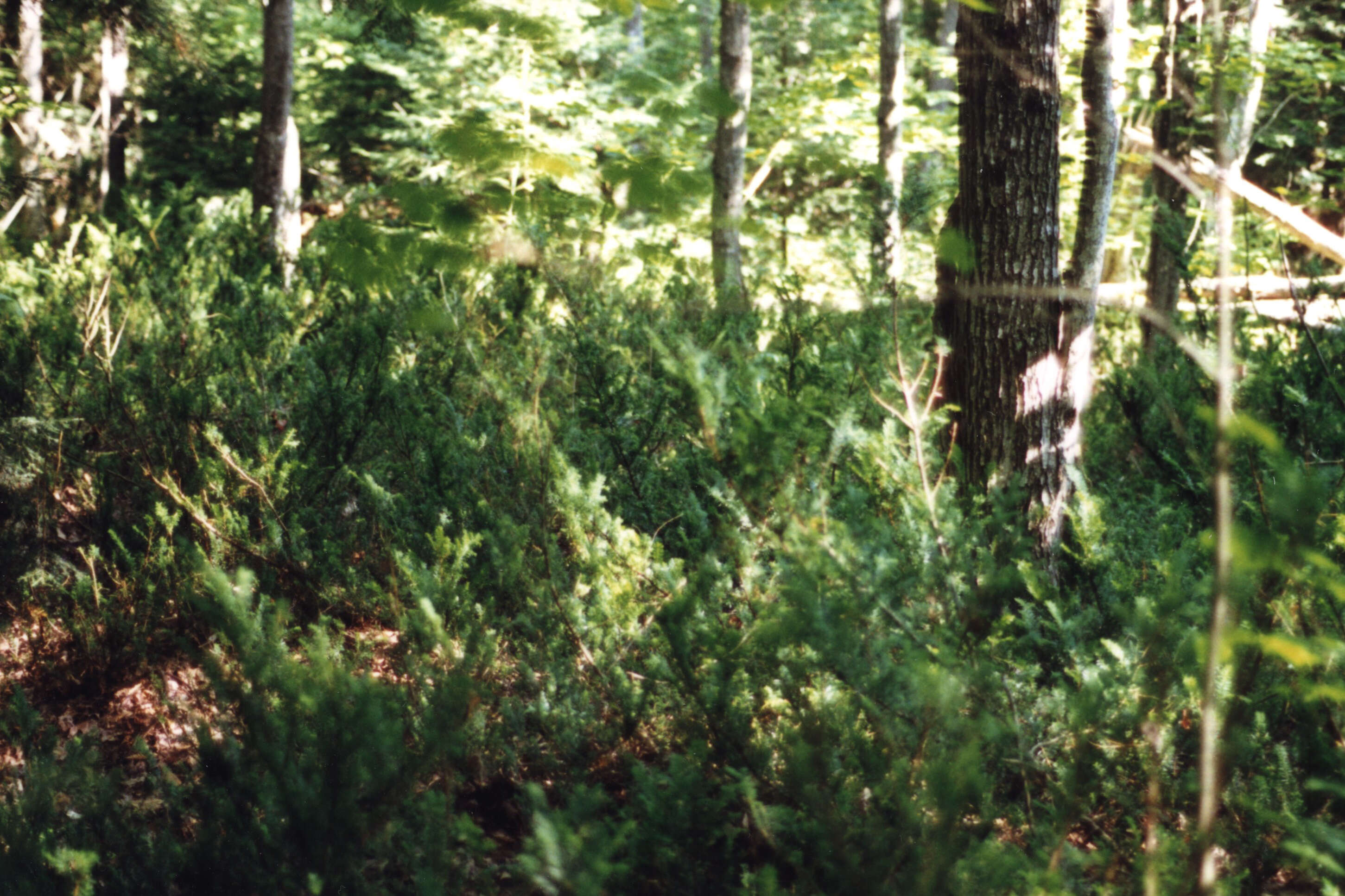 Image of Canada yew