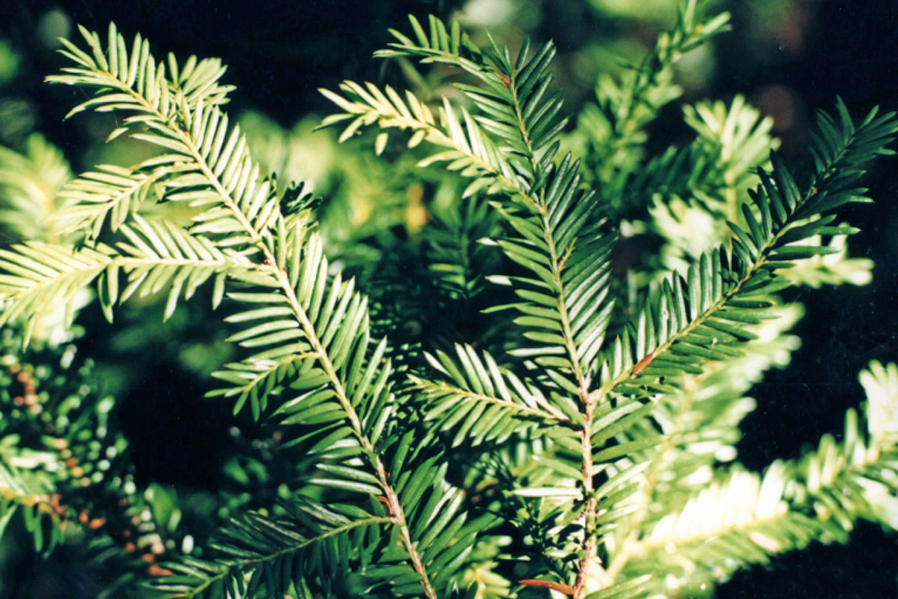 Image of Canada yew