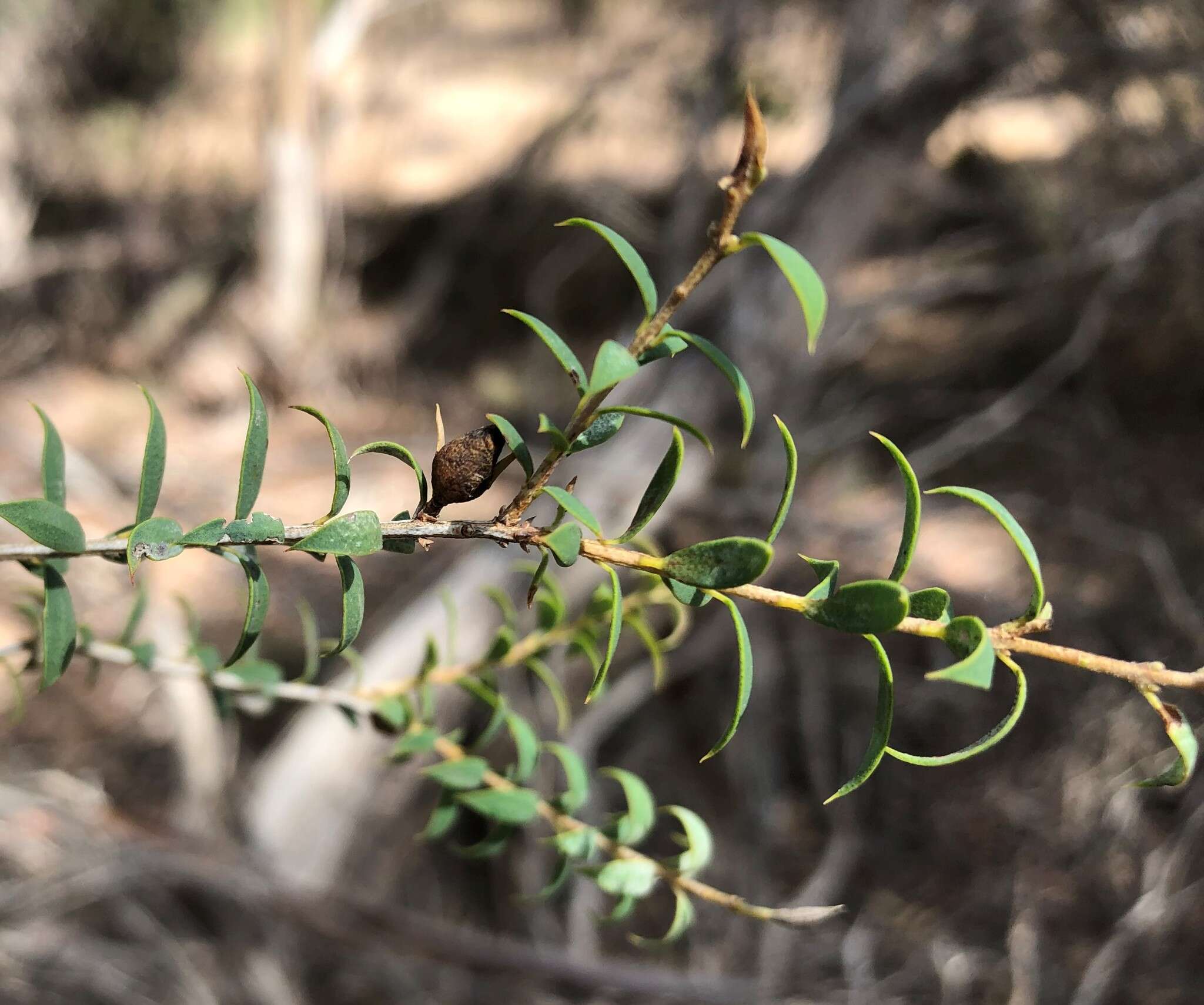 Image of mallee honeymyrtle