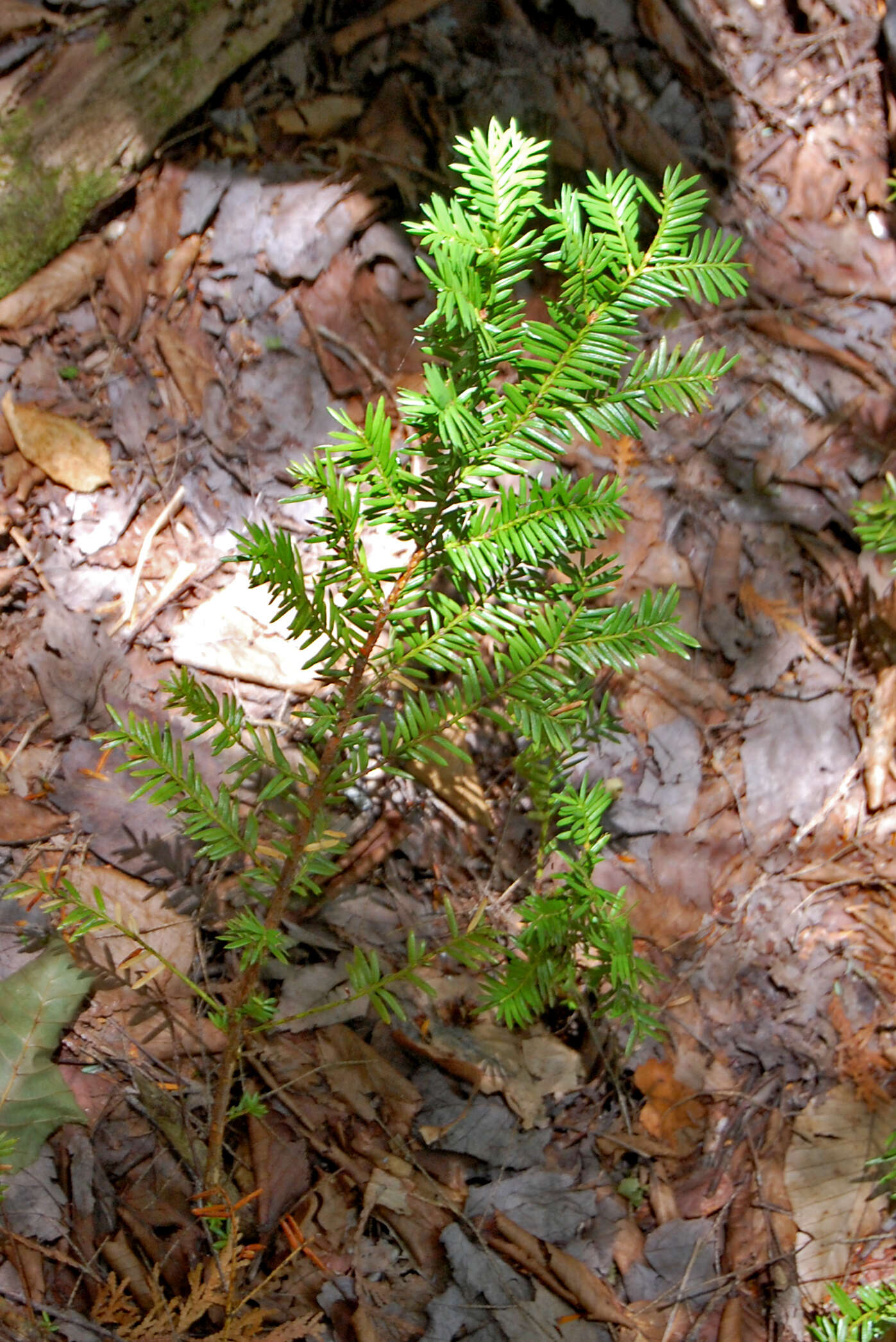 Image of Canada yew