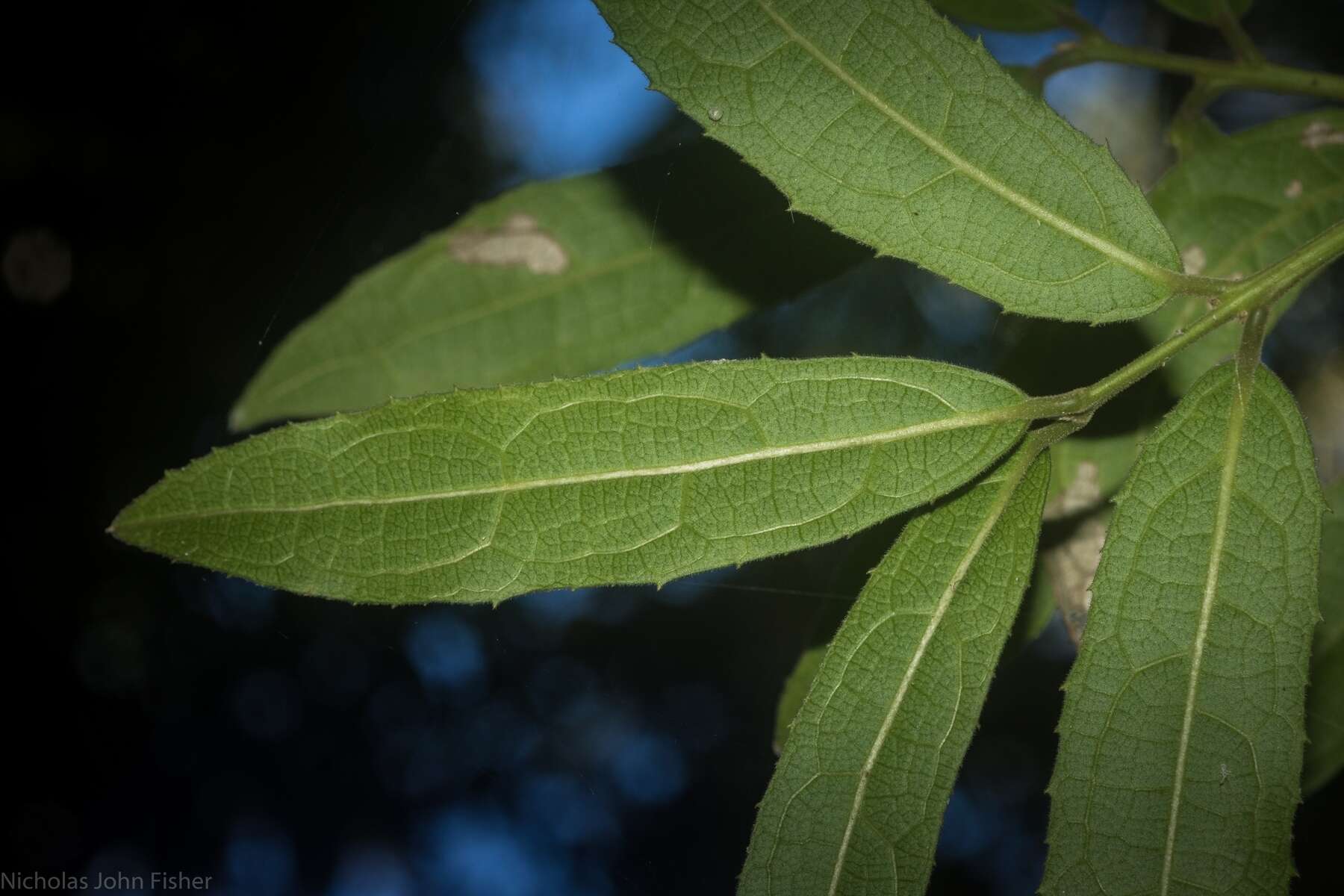 Image of Wilkiea huegeliana (Tul.) A. DC.