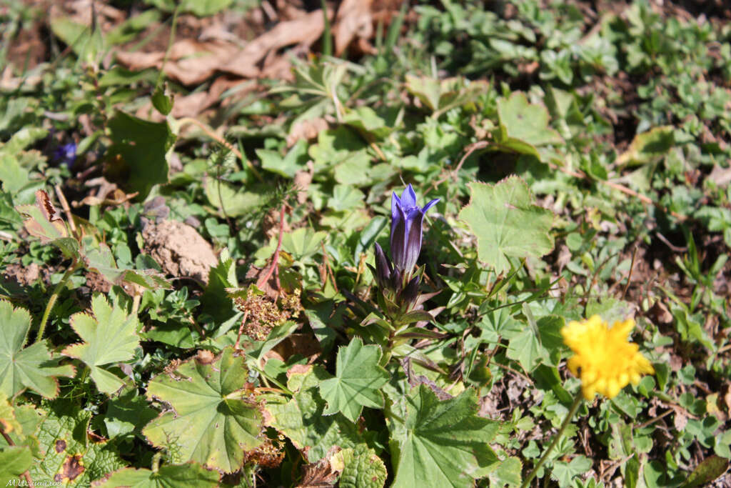 Image of crested gentian