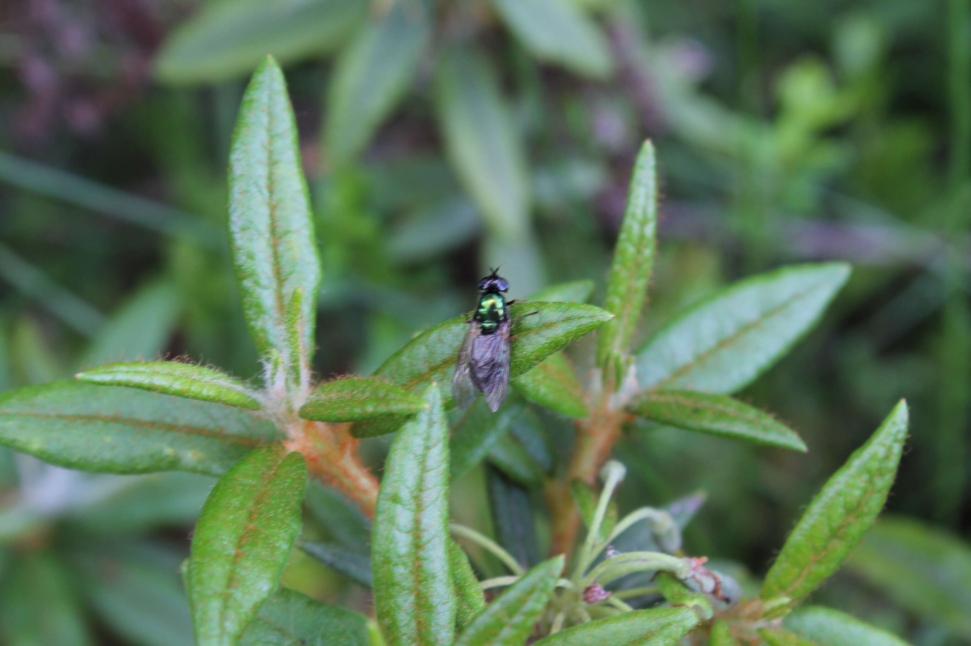 Imagem de Rhododendron tomentosum (Stokes) Harmaja