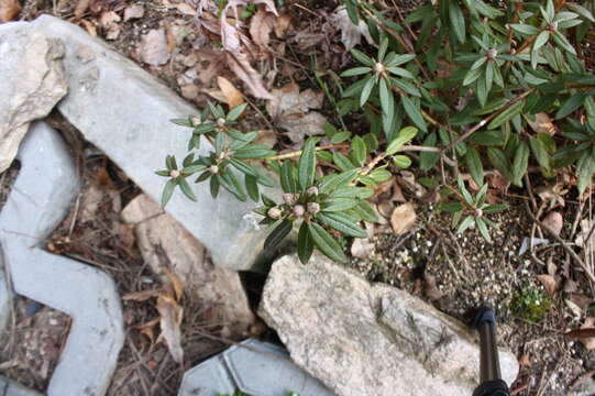 Imagem de Rhododendron tomentosum (Stokes) Harmaja