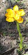 Image of Ceratandra grandiflora Lindl.