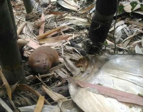 Image of lesser bamboo rat