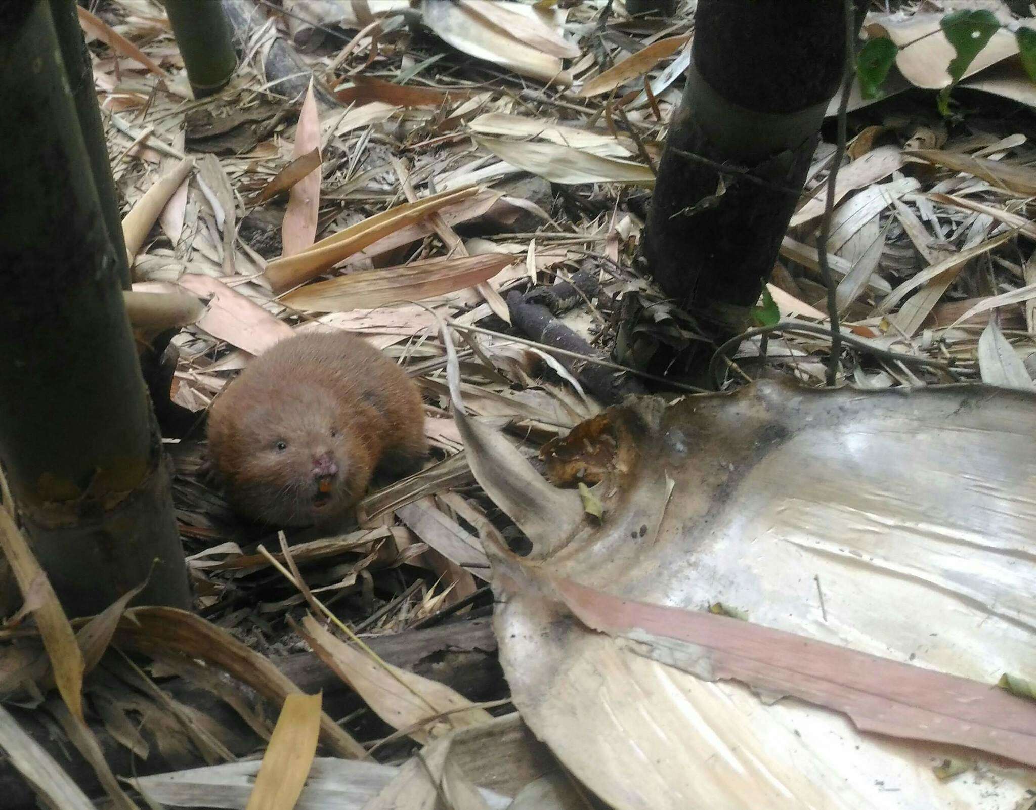 Image of Bay Bamboo Rat