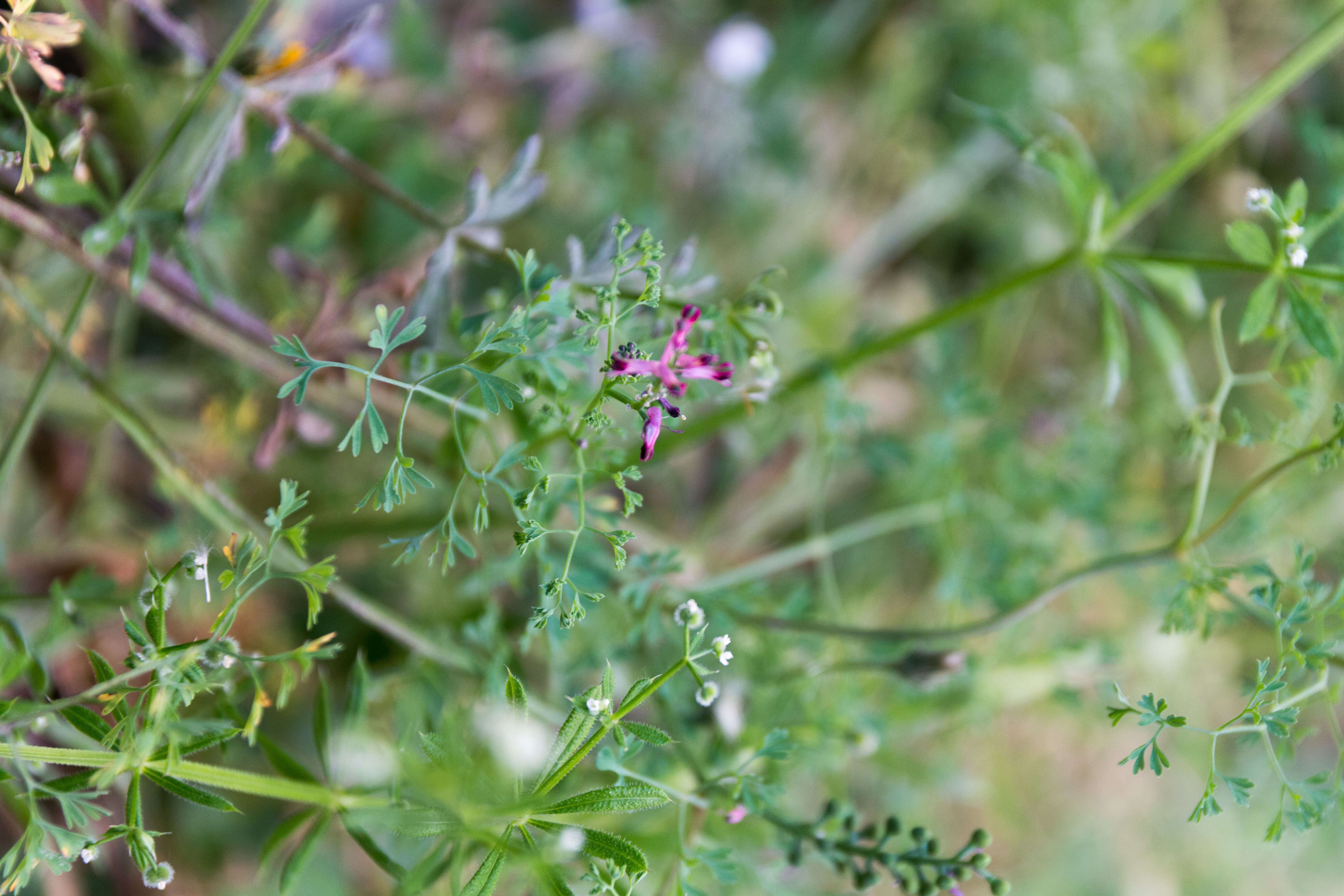 Plancia ëd Fumaria officinalis L.