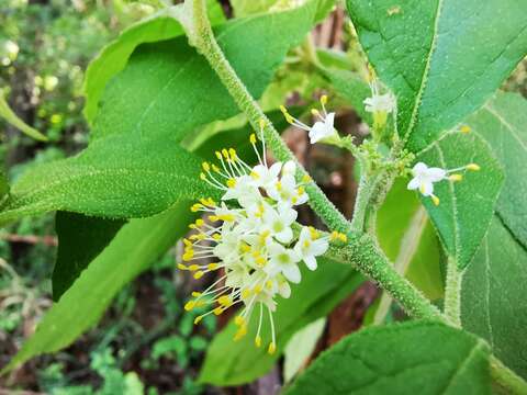 Image of Callicarpa acuminata Kunth