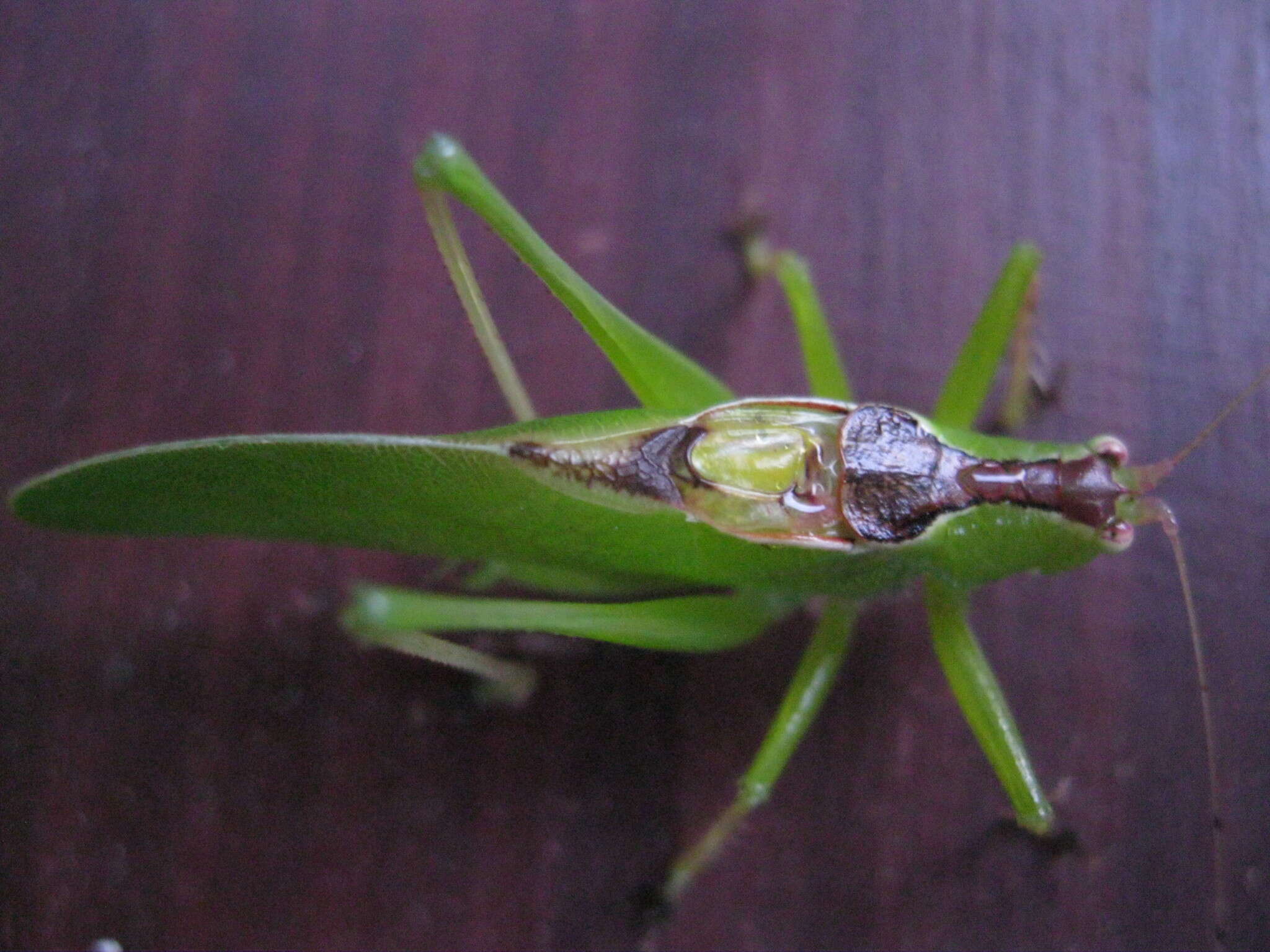 Image of Hexacentrus unicolor Serville 1831