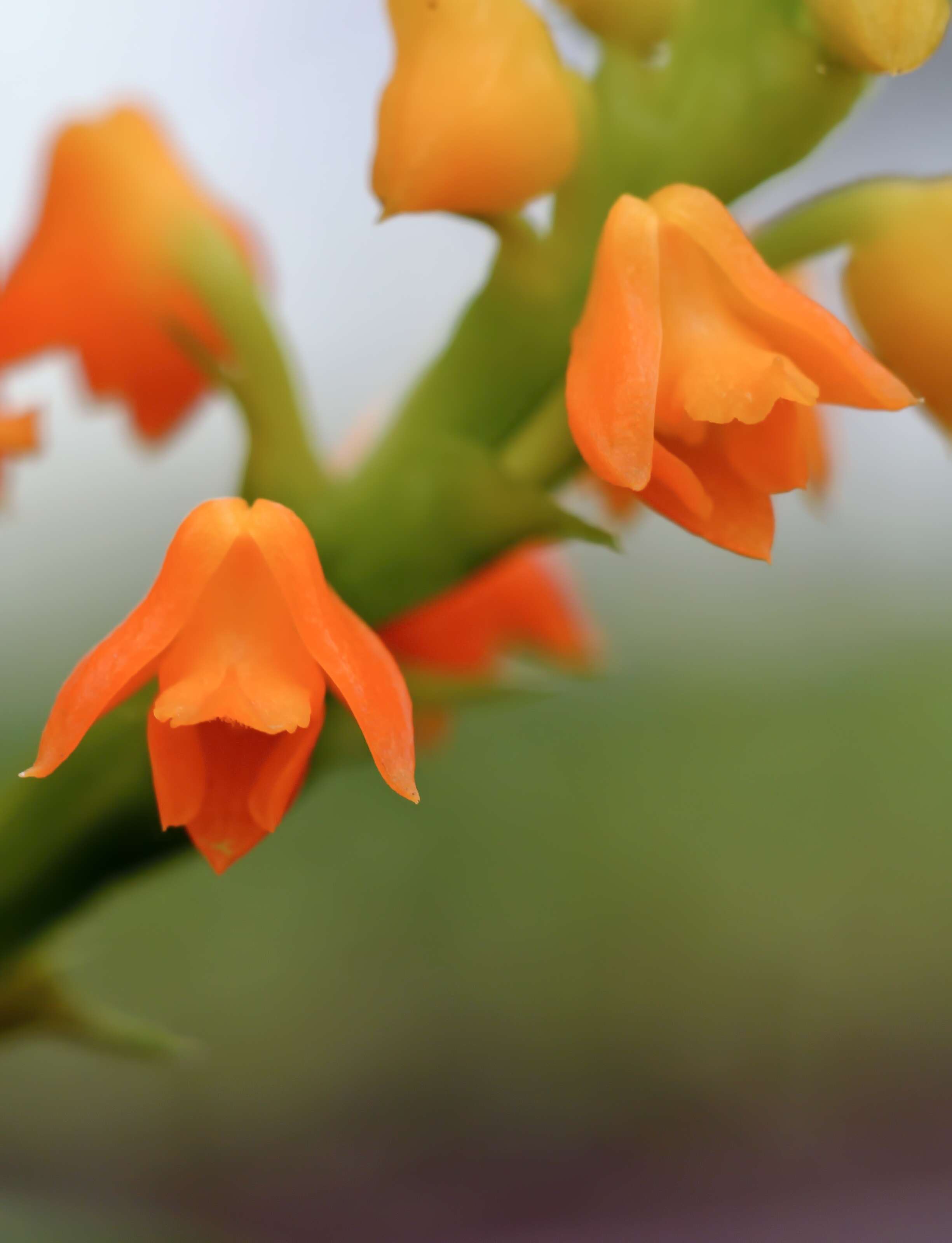 Image of Yellowspike orchids