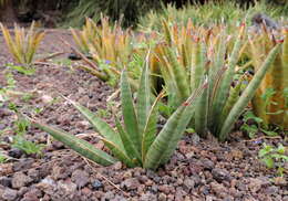 Image of Sansevieria pinguicula P. R. O. Bally