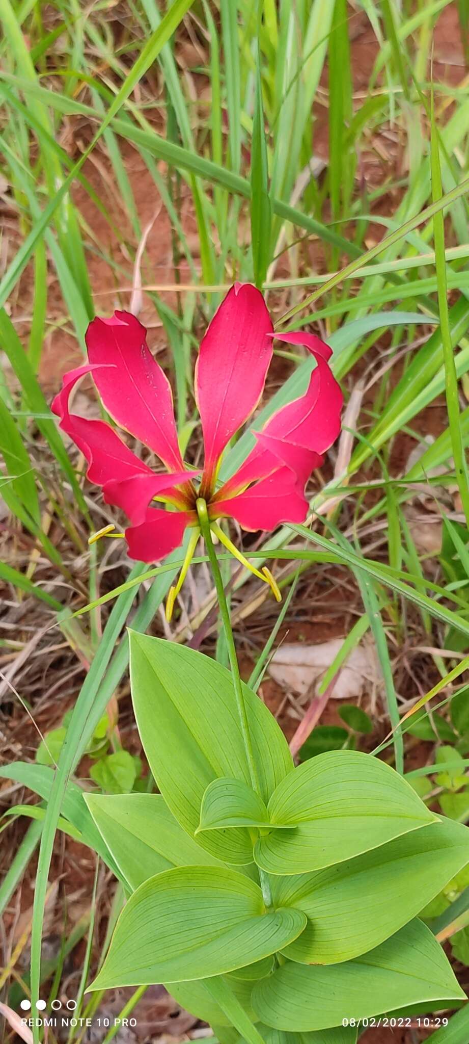 صورة Gloriosa carsonii Baker