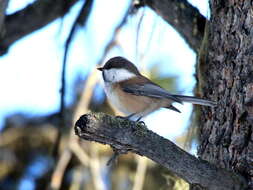 Image of Grey-headed Chickadee