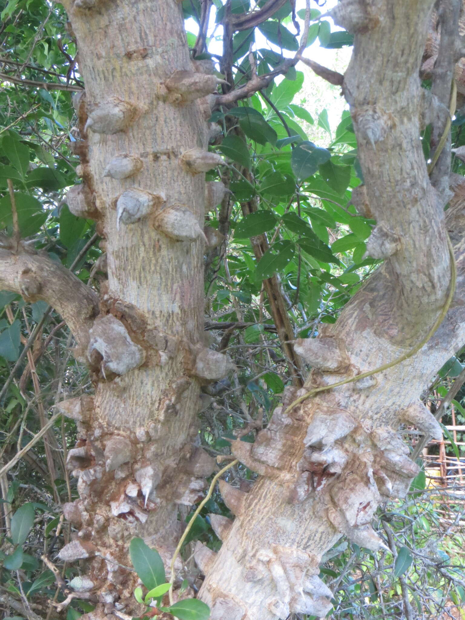 Image of Zanthoxylum chalybeum Engl.