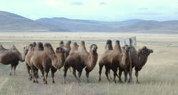 Image of Bactrian camel