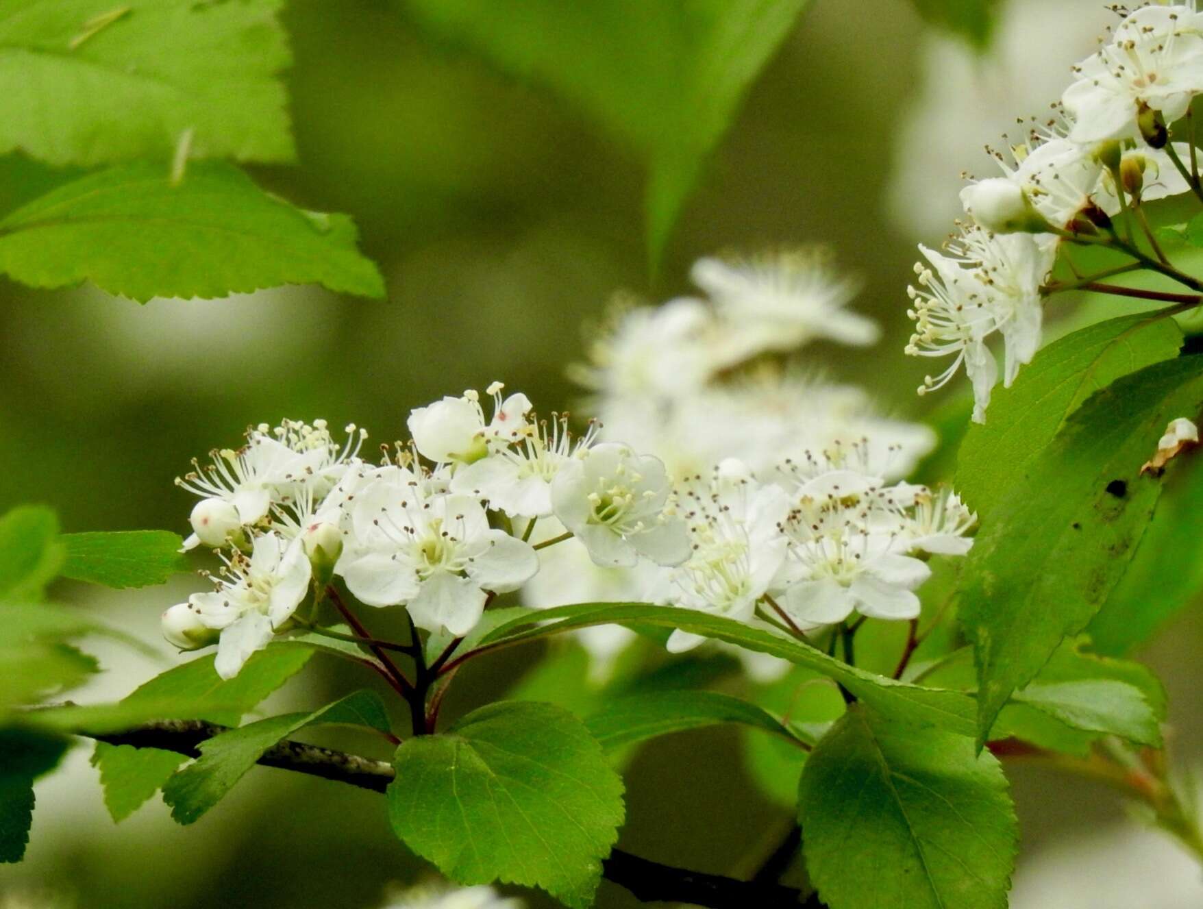 Image of green hawthorn