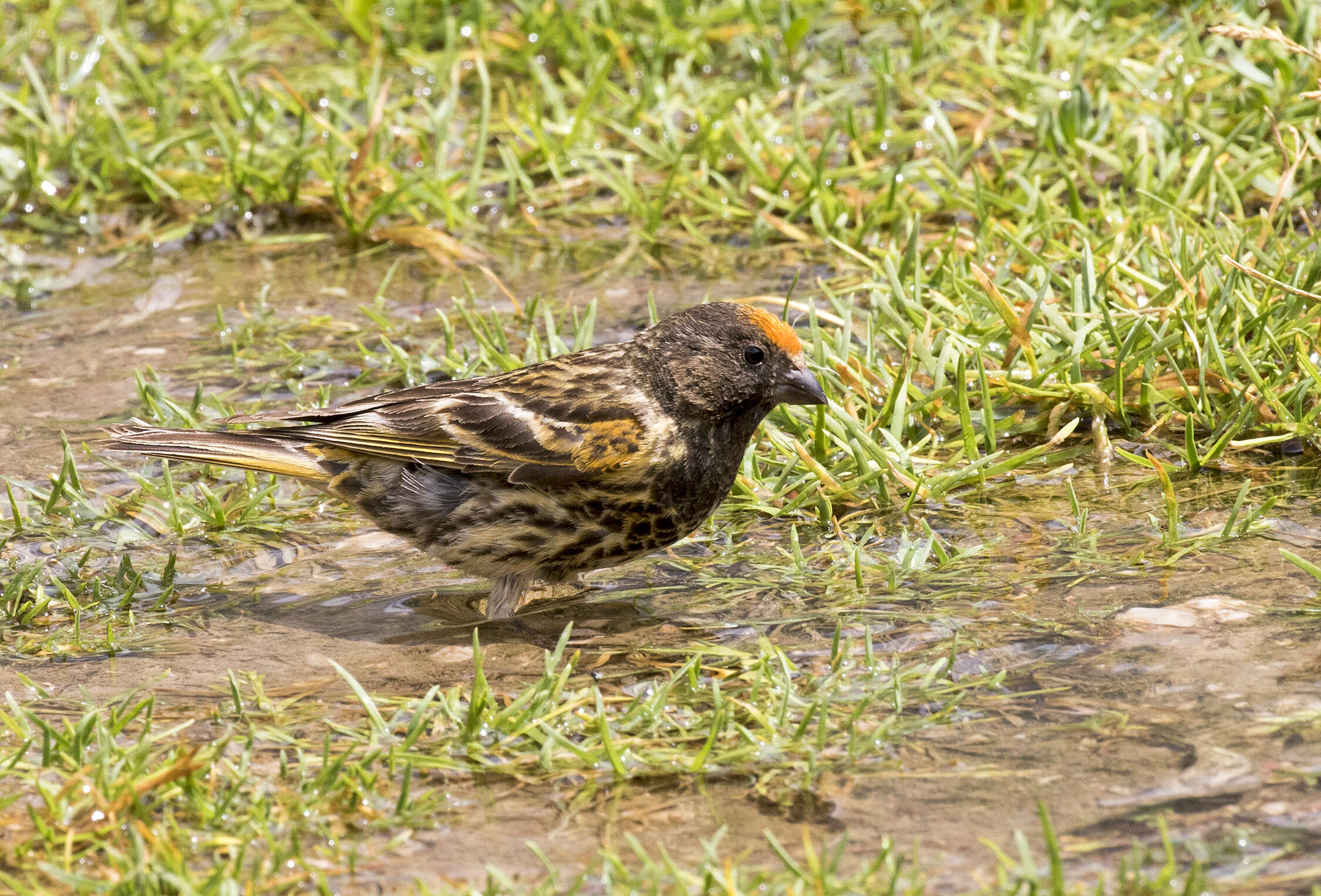 Image of Fire-fronted Serin