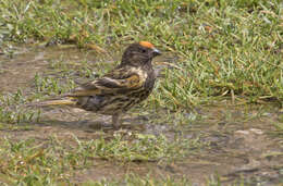 Image of Fire-fronted Serin