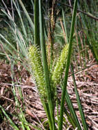 Image of beaked sedge