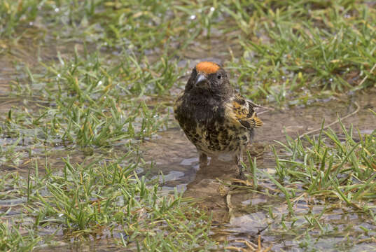 Image of Fire-fronted Serin