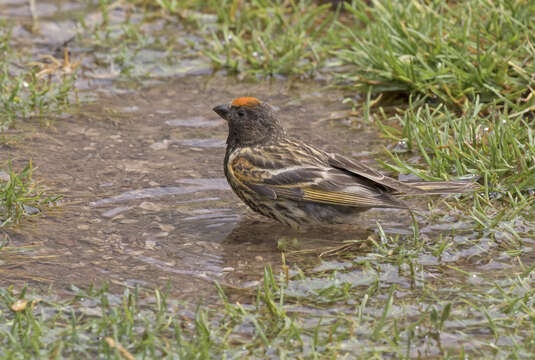 Image of Fire-fronted Serin