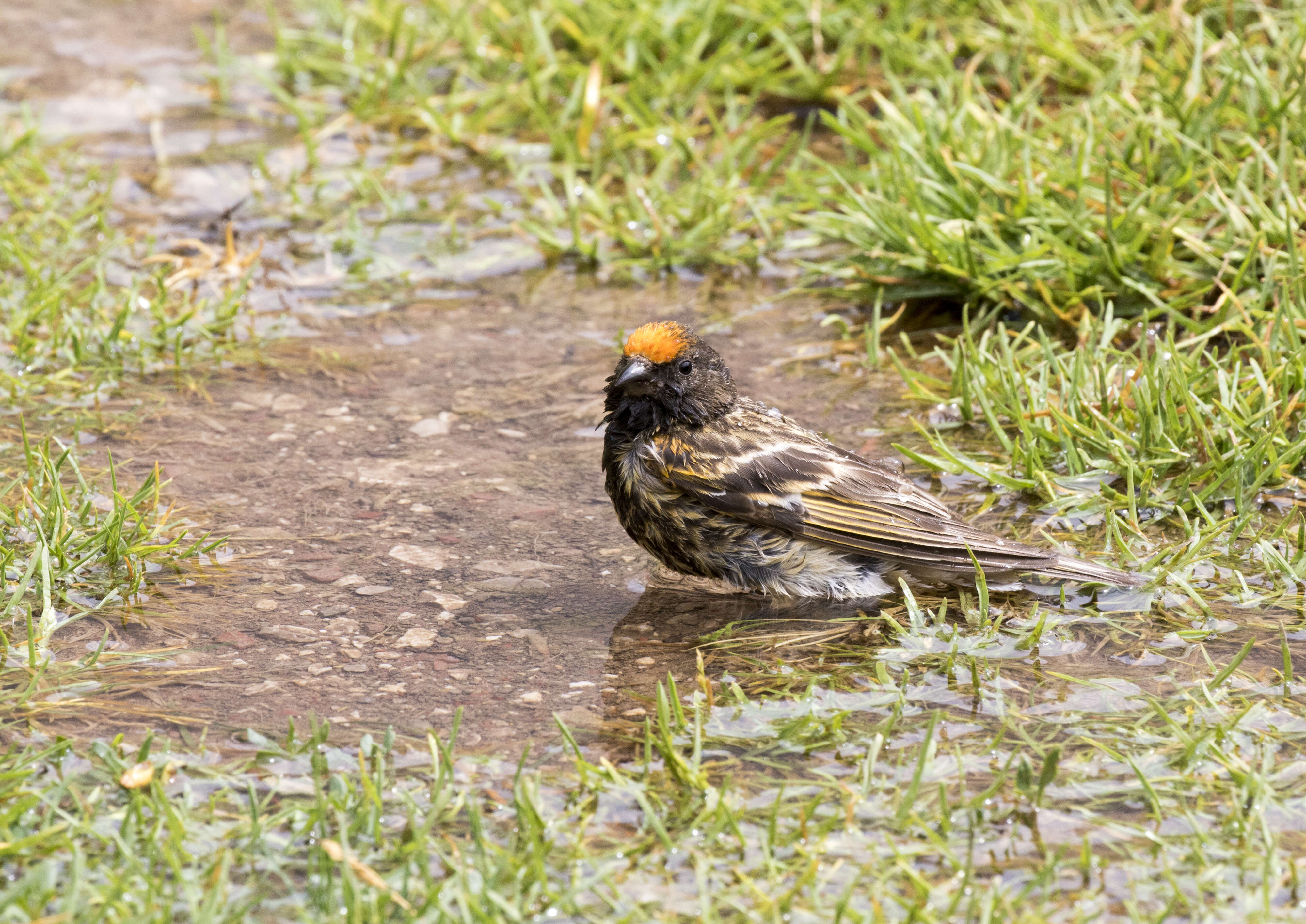 Image of Fire-fronted Serin