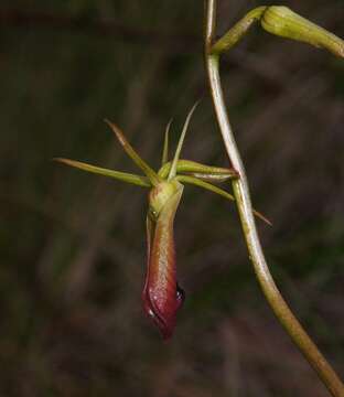 Image of Large tongue orchid