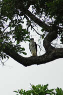 Image of African Hawk-Eagle