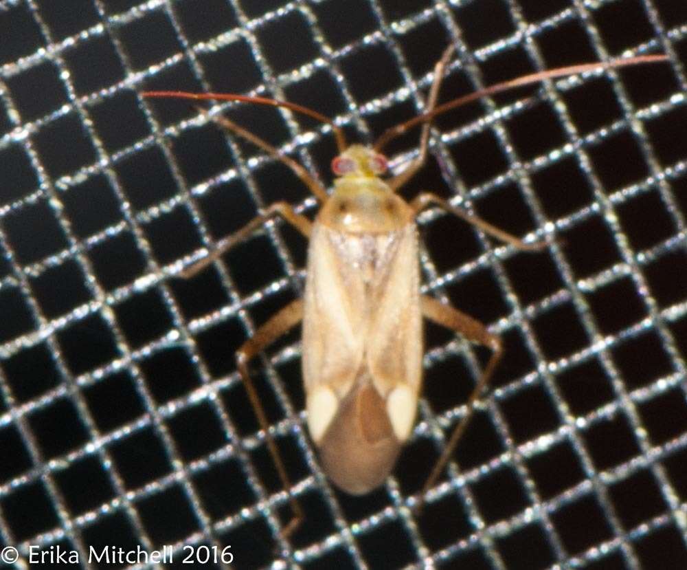 Image of alfalfa plant bug