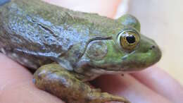 Image of American Bullfrog