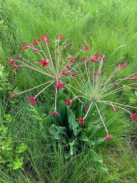 Слика од Brunsvigia undulata F. M. Leight.