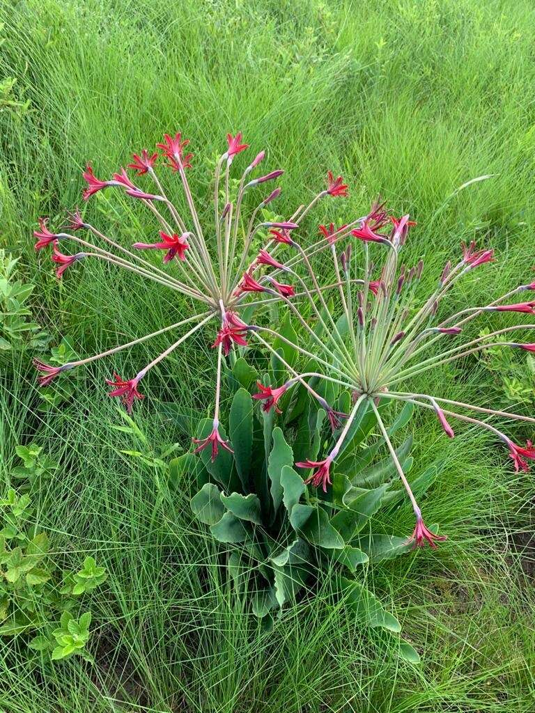 Слика од Brunsvigia undulata F. M. Leight.