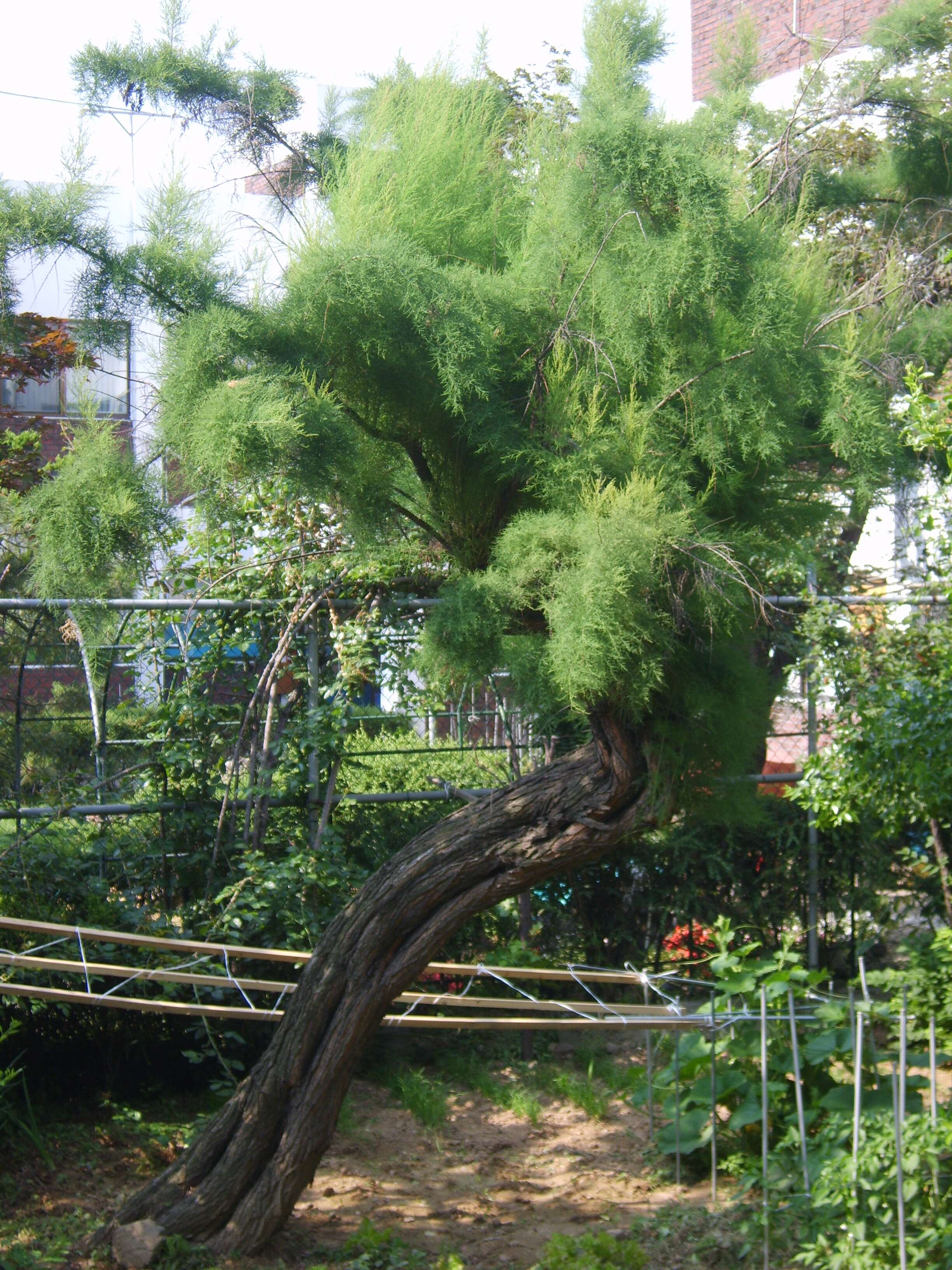 Image of five-stamen tamarisk