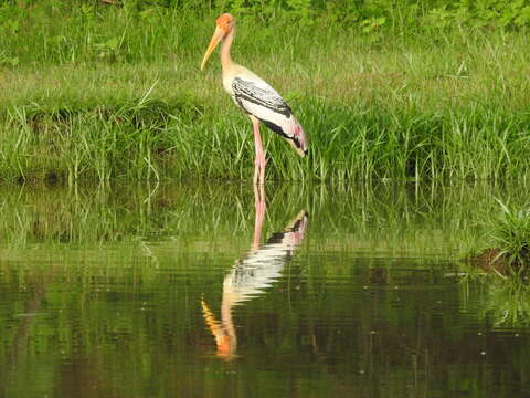 Image of Painted Stork