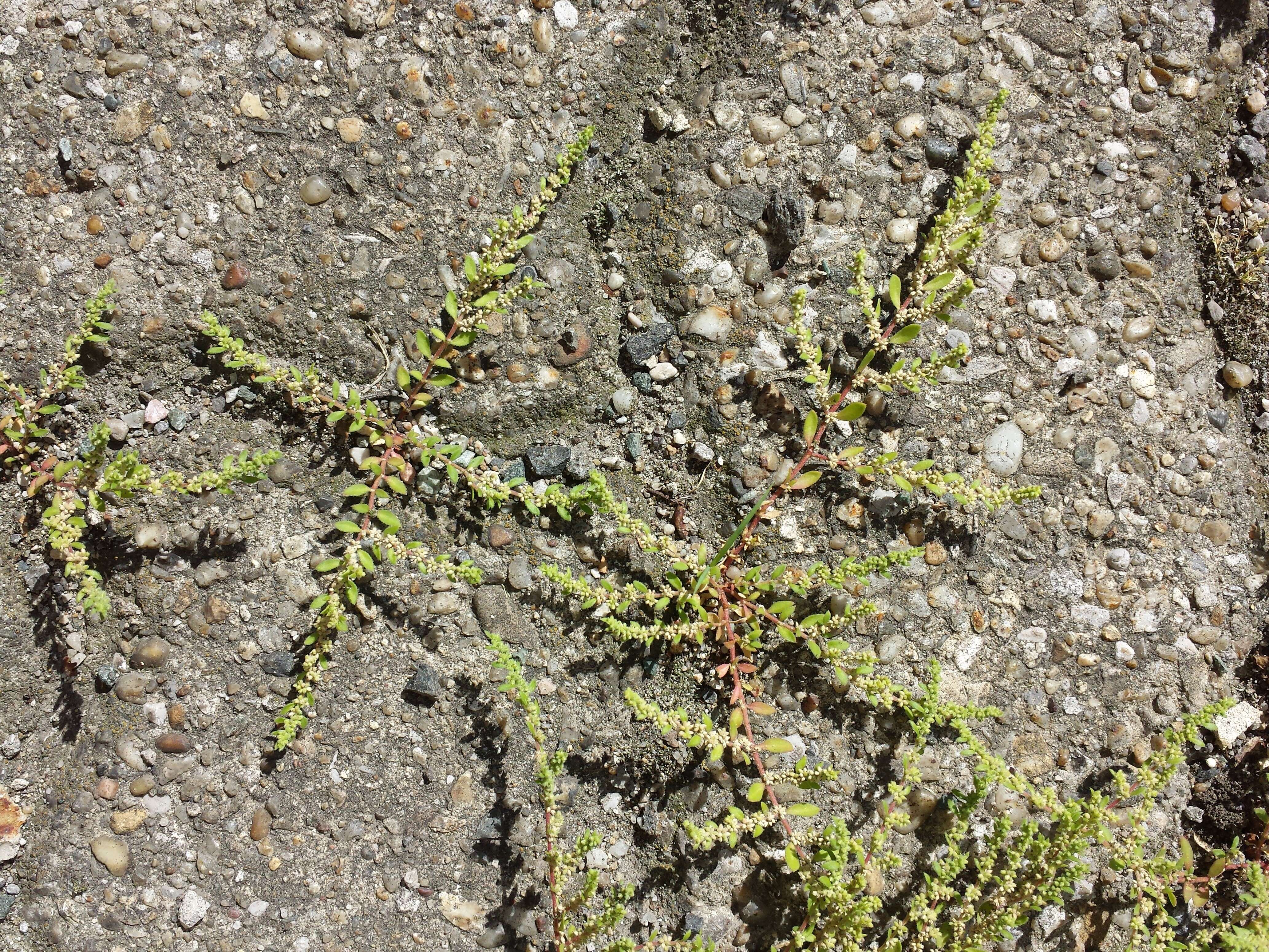 Image of hairy rupture-wort