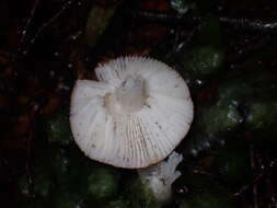 Image de Russula roseopileata McNabb 1973