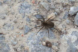 Image of Wolf spider